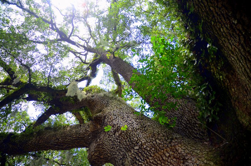 Very-old-Very-b ig Tree