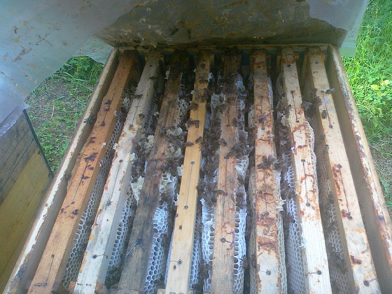 Cat plin, 8 rame/cat, salcam 3 Arges