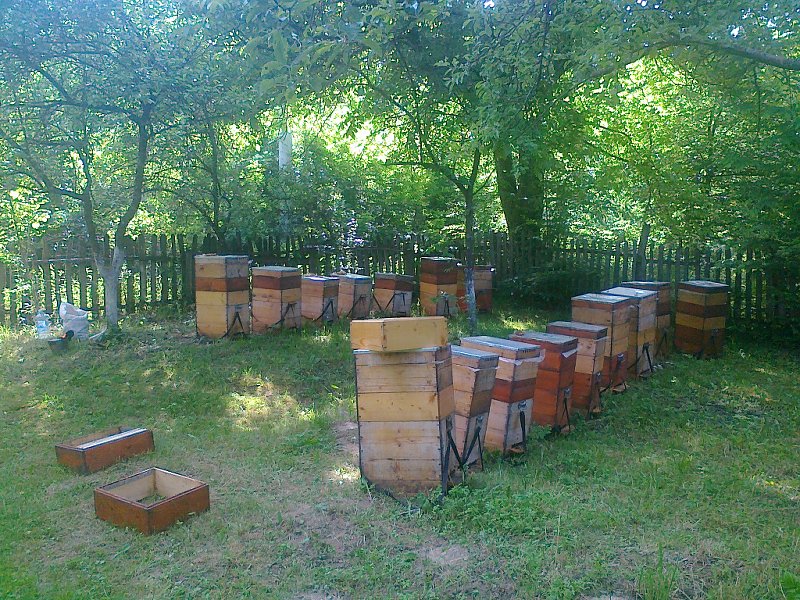 Stupina sub meri, salcam 3