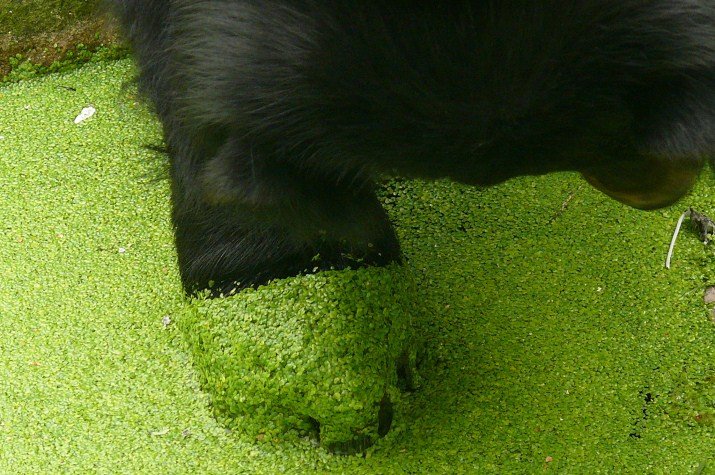 Friday 5 PM - green/black bear...