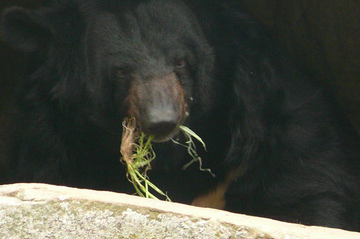 Plutina playing with green, too!