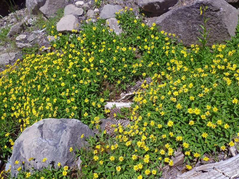 Harrison.pass.8 .20.11-05