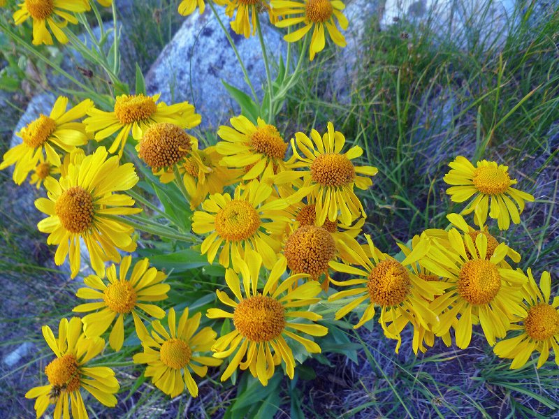 Harrison.pass.8 .20.11-10