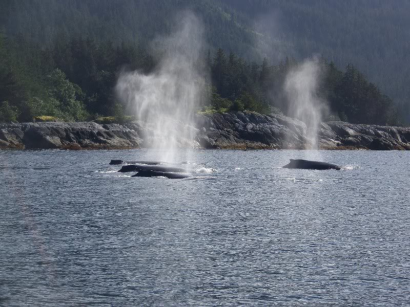 Icy Strait Whales Bubble Netting