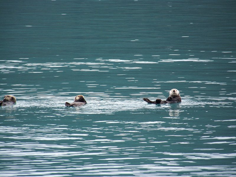Otters in Prince William Sound