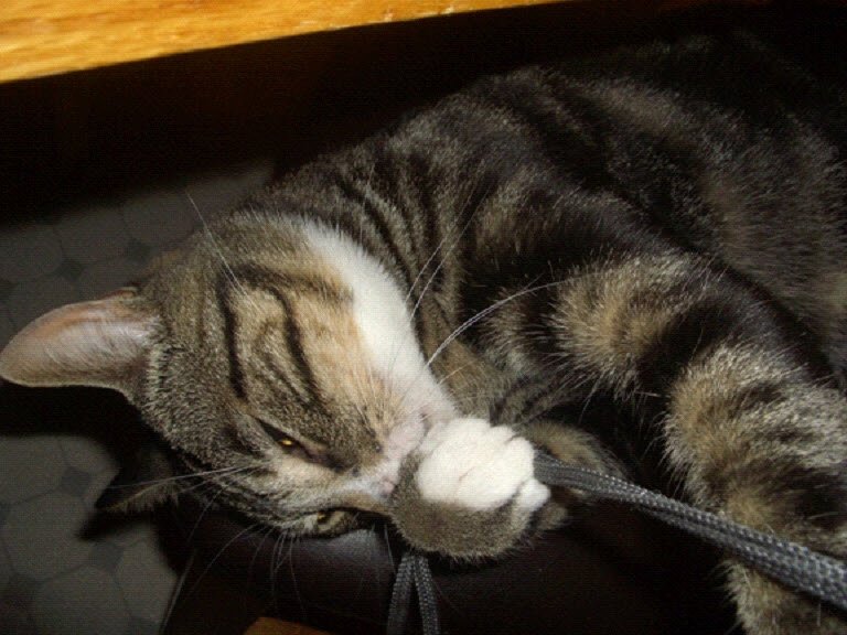 Kitty Grabbing Camera Cord