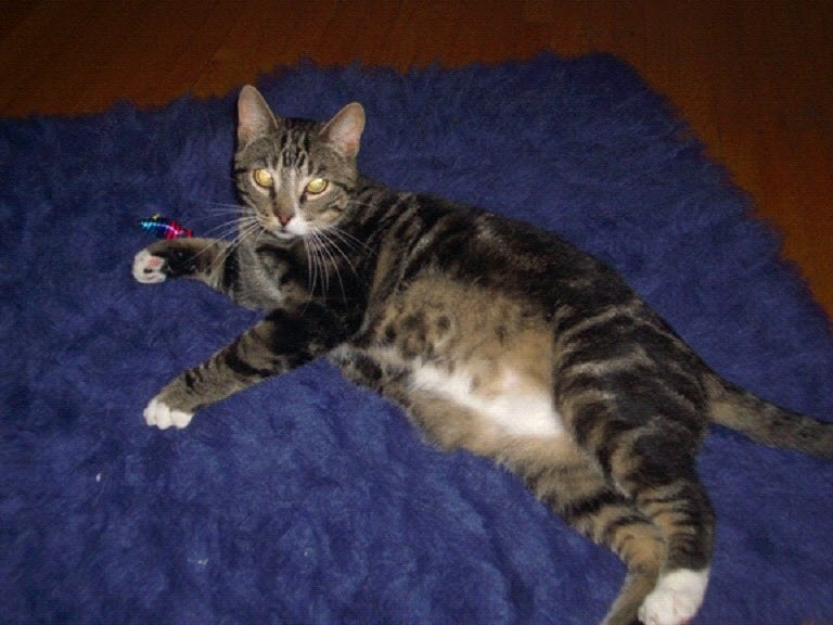 Kitty on Carpet