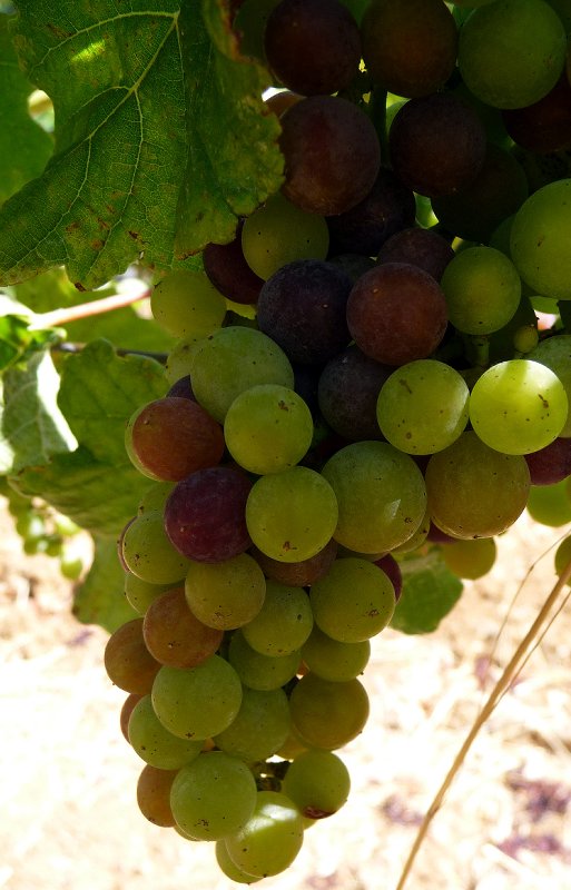 Ridge Yerba Buena 2011_0017