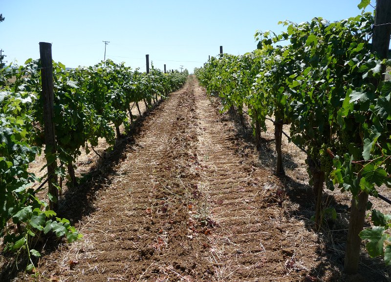 Ridge Yerba Buena 2011_0019
