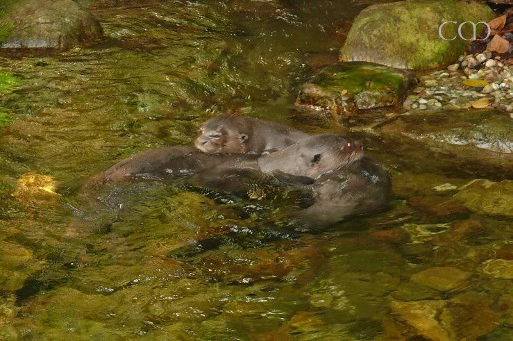 Cuddling Giant Otters...