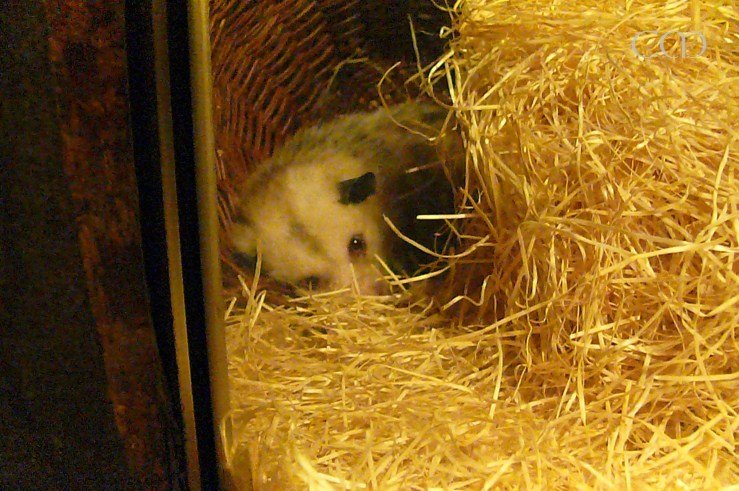 Not Heidi, but her sister Naira!