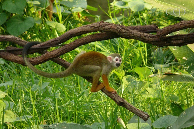 The cheeky little apes!