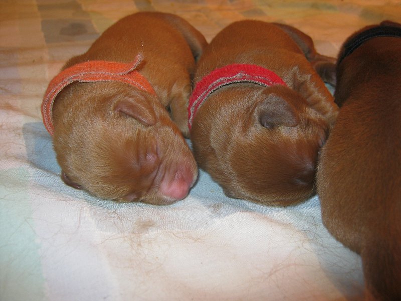 Girls-Orange and Red