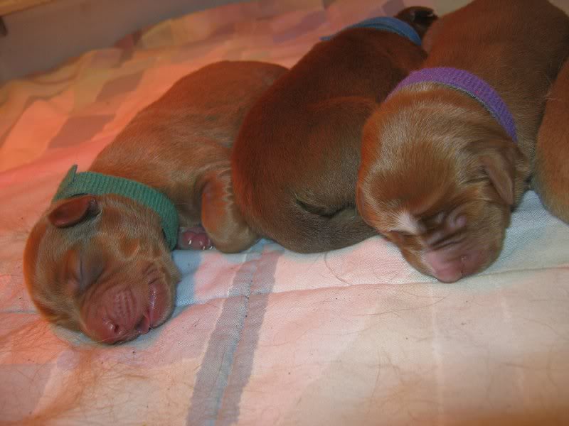 Green Girl, Blue & Purple Boys