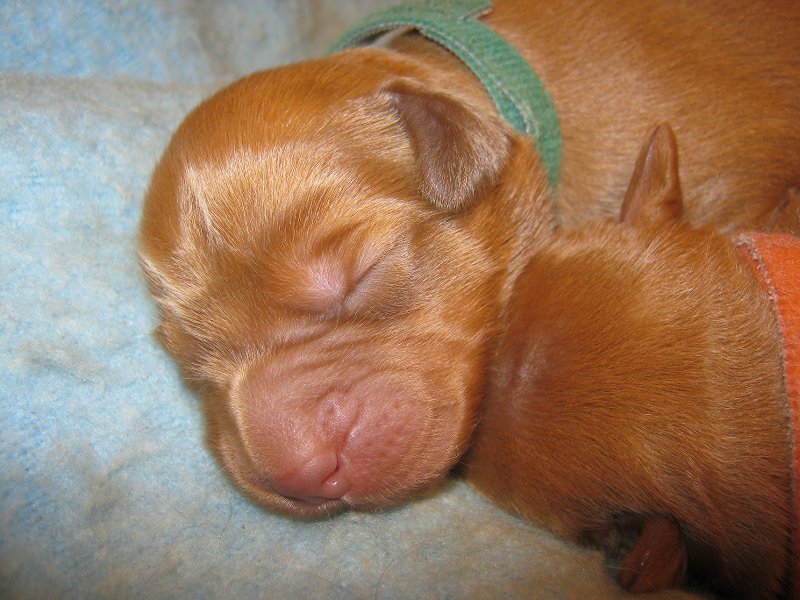 Miss Green 6 days old