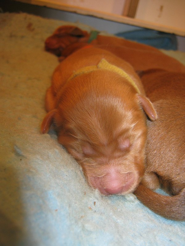 Miss Yellow 6 days old