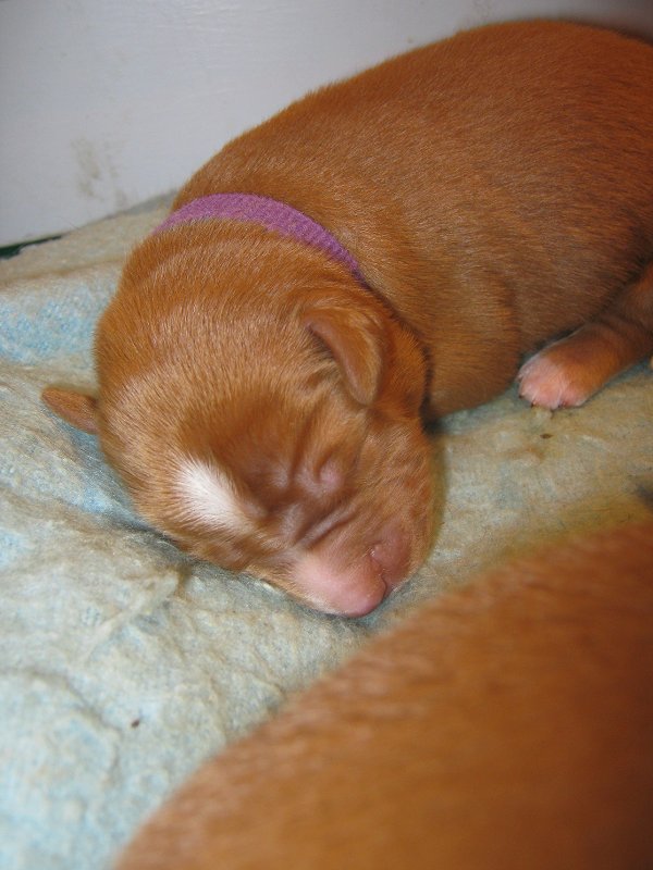 Mr Purple 6 days old