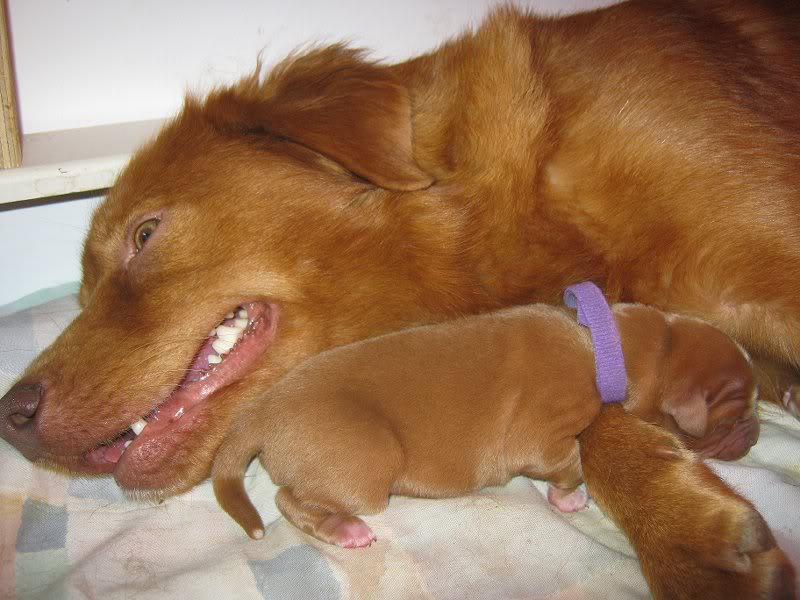 Purple Boy with Nina