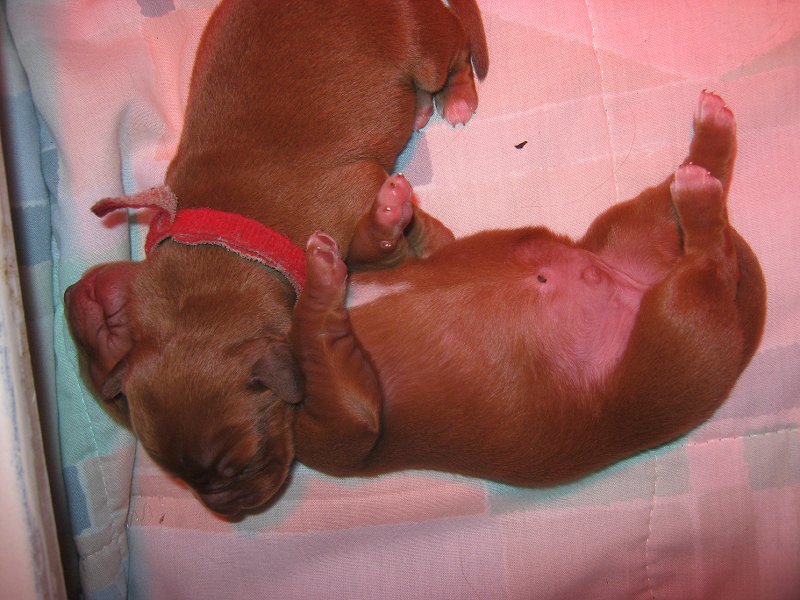 Red Girl and her pillow
