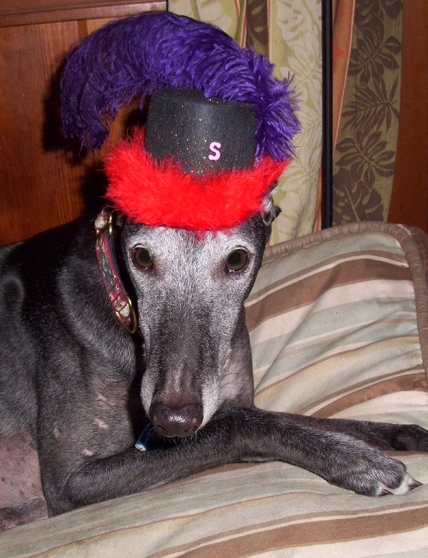 H7 Dude Junior Pimpmaster