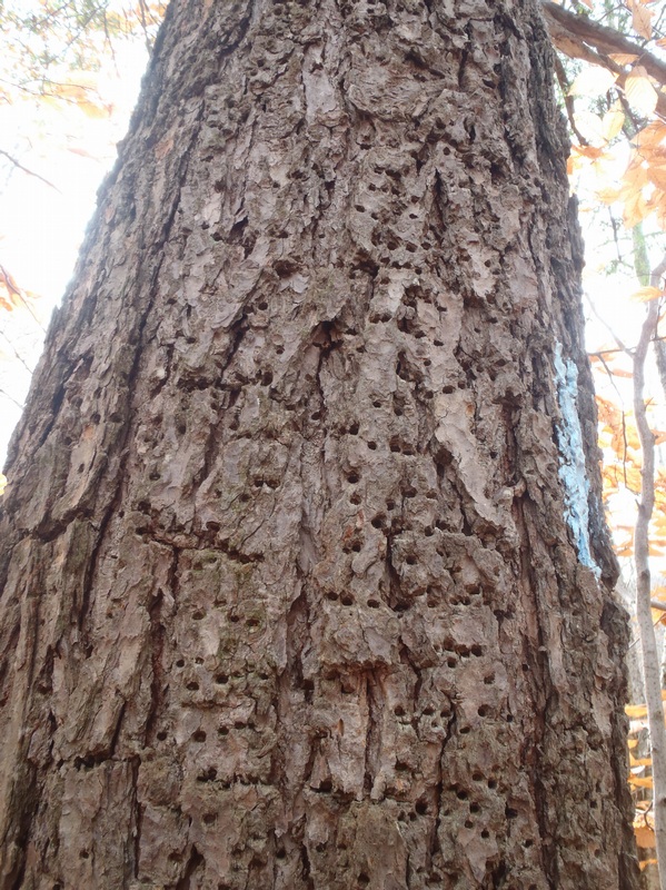 Hemlock Borer holes???