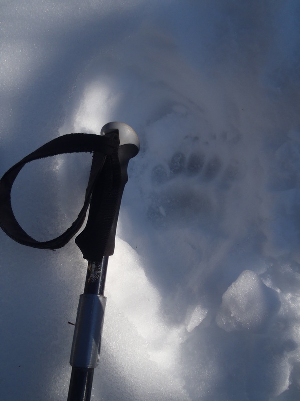 Bear print? Front paw.