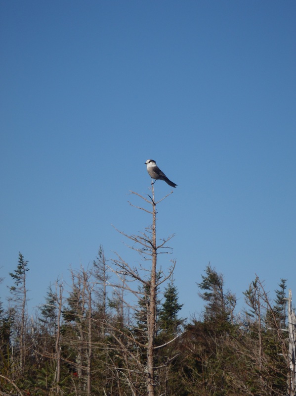 Grey Jay wanting a hand-out. Too lazy to take off my pa...