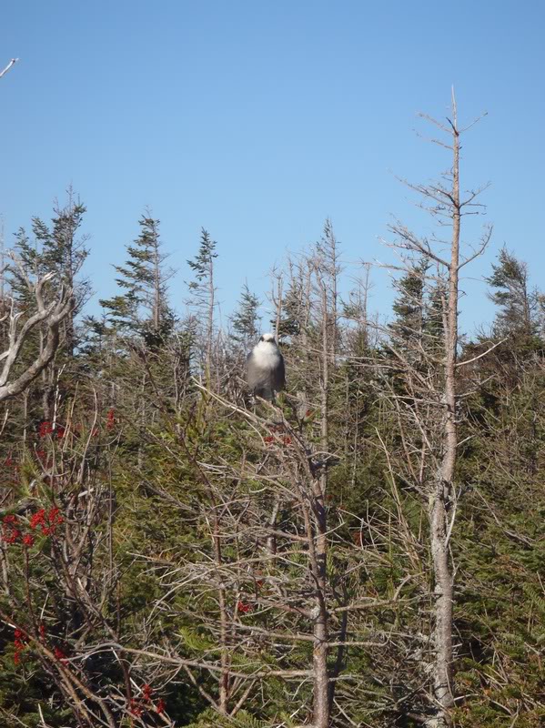 I had visitors at the potholes ledge