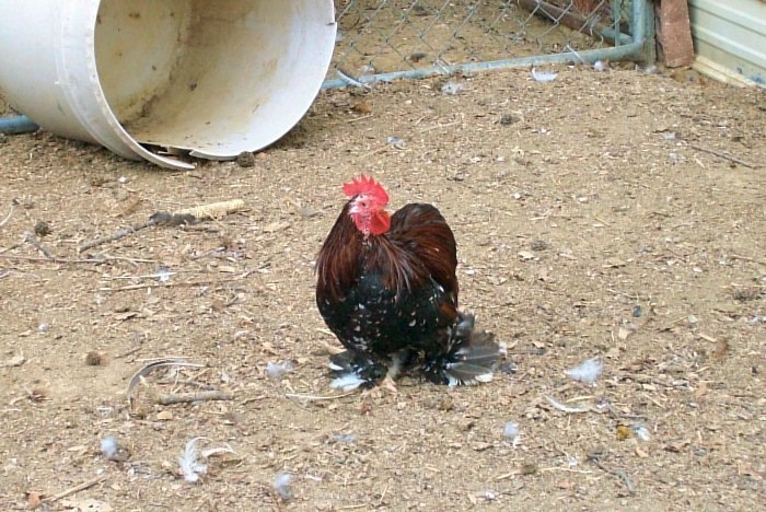 "Baron" Calico Cochin bantam rooster, is in with a Part...