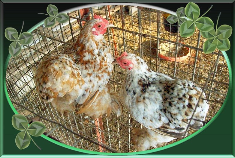 Calico Cochin bantam hens in the broody cage, gettn deb...