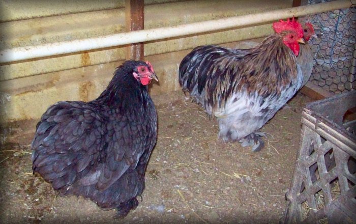 Dolly a Blue hen with Lucky my Splash Rooster, also in ...