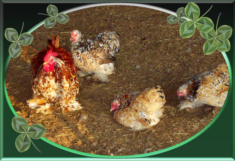 Duke on the left is now with a Red cochin bantam hen to...