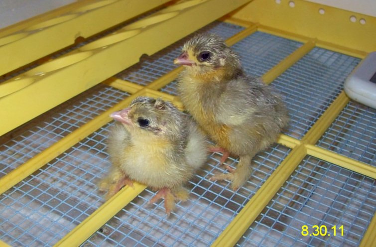 Lavender Cochin Bantam chicks just hatched 8.30.11