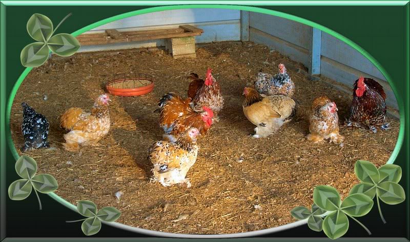 My Calico Cochin bantam pen 9.1.11