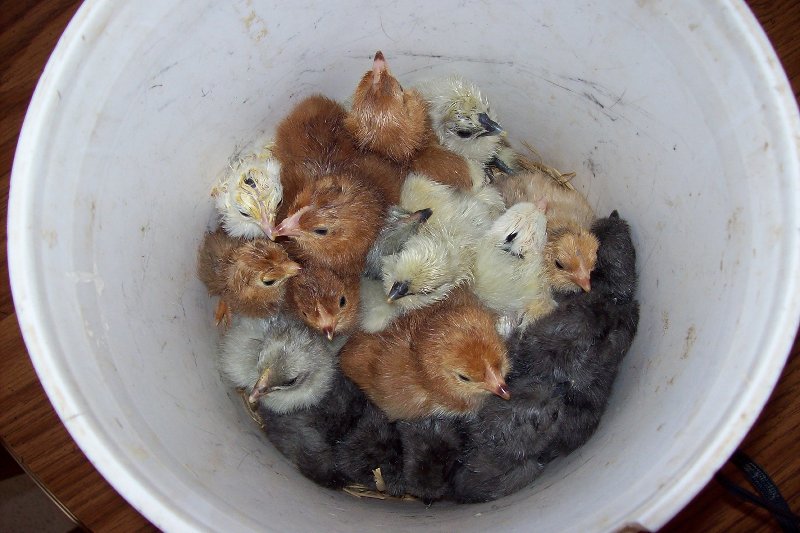 New Years Day Chicks 2012