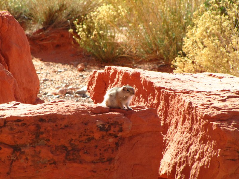 Little antelope ground squirrel