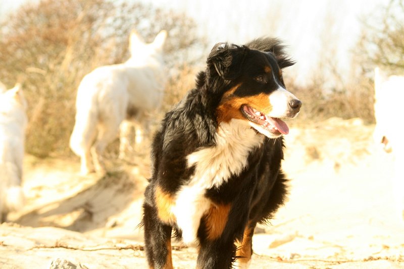 Zee 18------------- ------