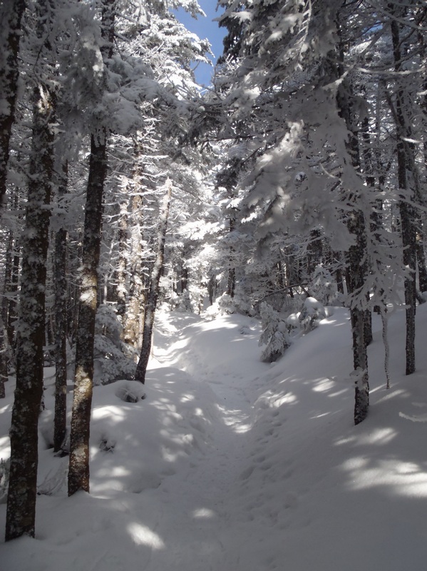 Approaching treeline on Crawford Path