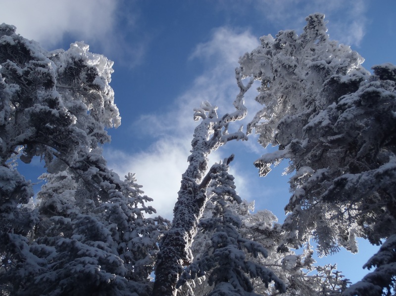 Gaining elevation. Rime ice encrusted trees.