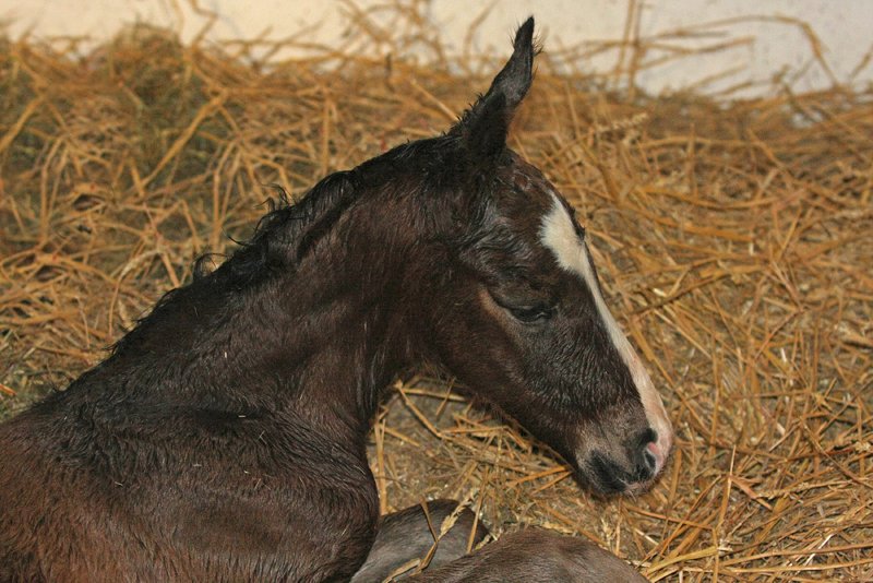 F�rstenball HF 2012 2