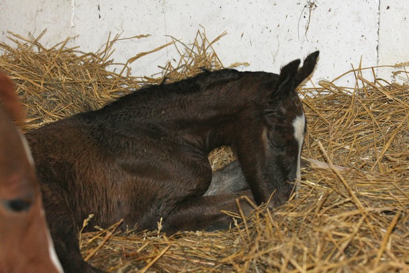 F�rstenball HF 2012 3