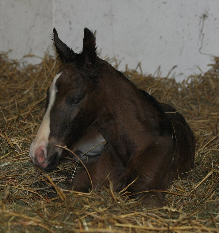 F�rstenball HF 2012 5