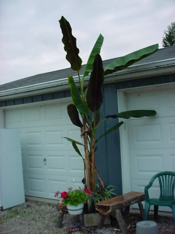 bordelon banana by garage