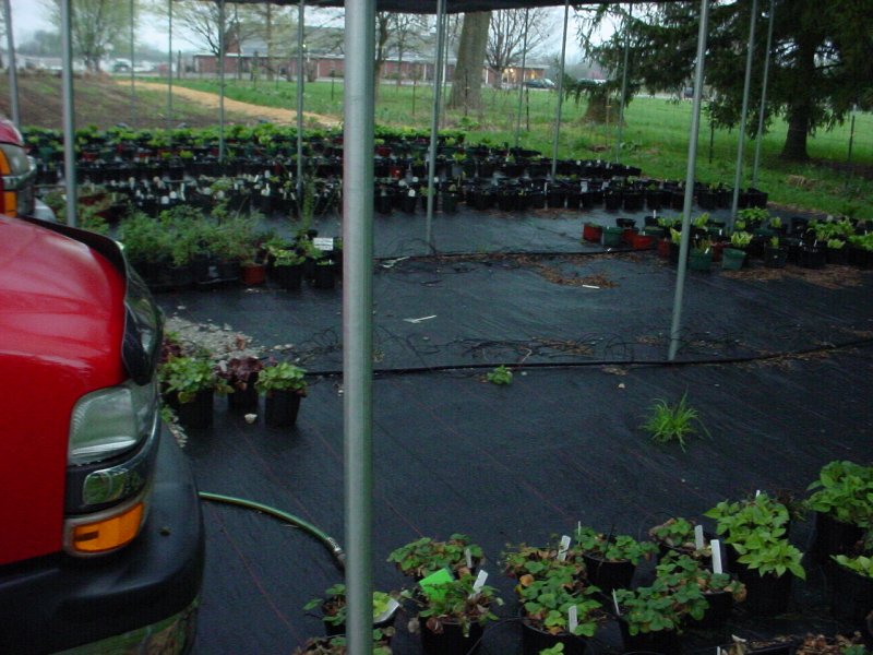 hostas waking up from winter