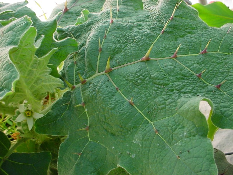 leaf shot bed of nails plant