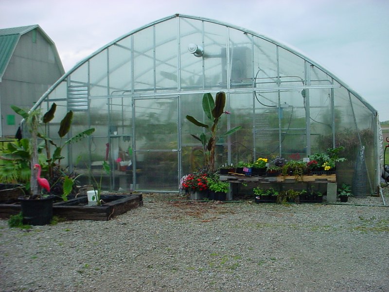more bananas by a frame greenhouse