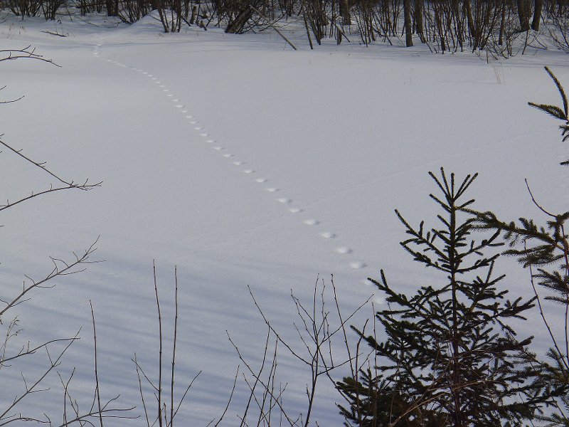deer tracks