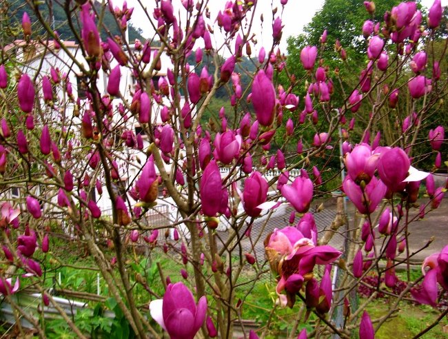 15magnolia����� �������