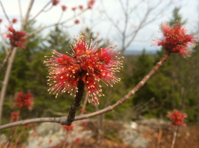 red maple flower 2