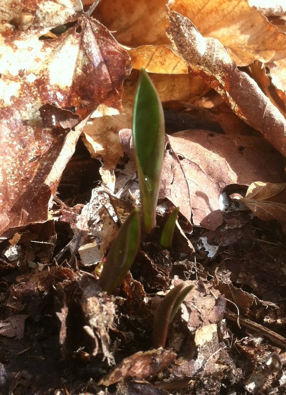 trout lily